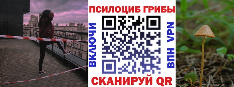цена   Завитинск  Псилоцибиновые грибы GOLDEN TEACHER 